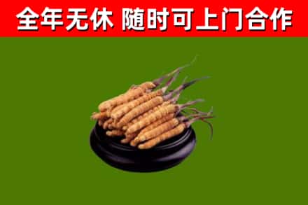 龙口回收散虫草