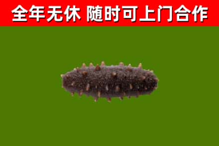 龙口回收海参干